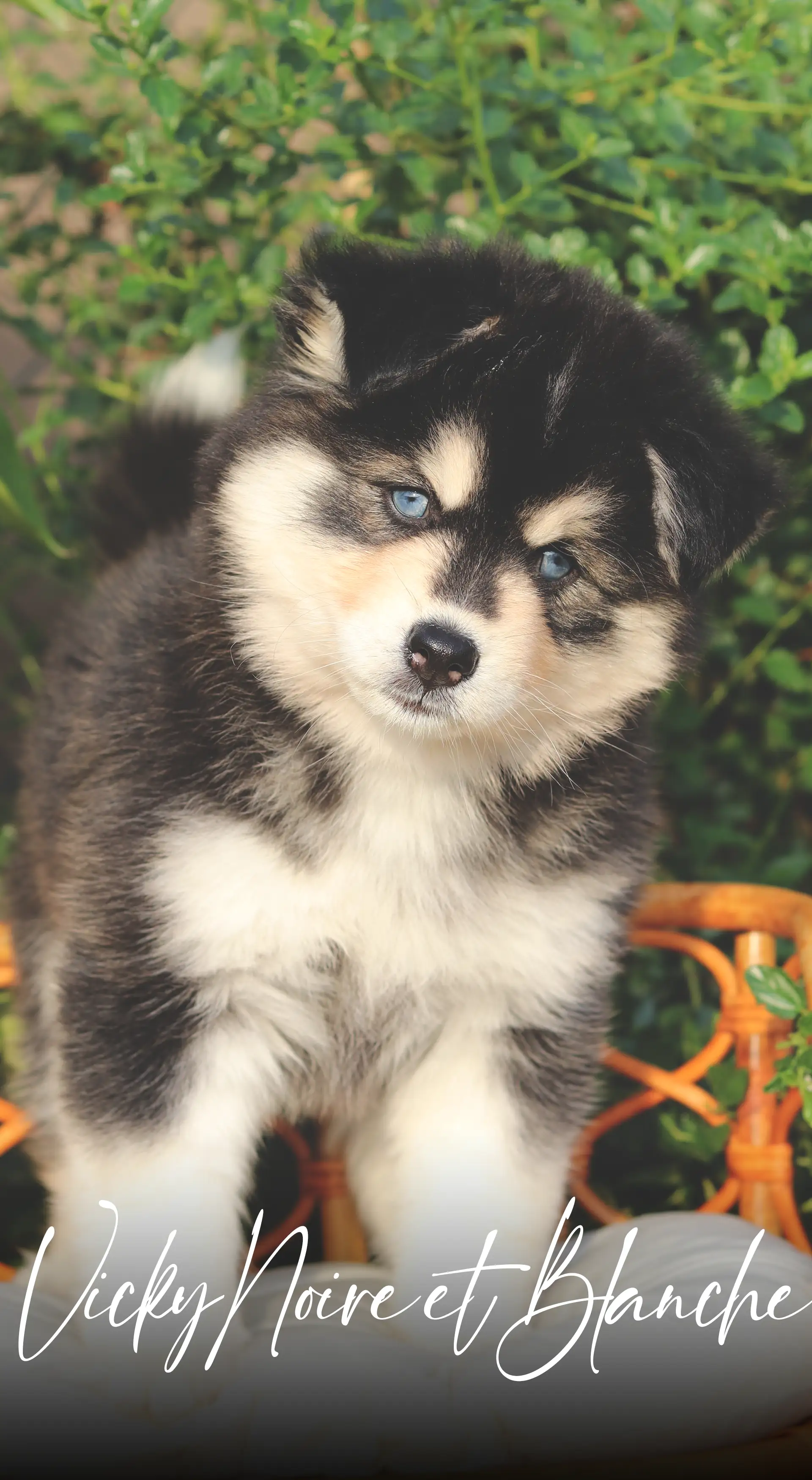 IMPERIAL POMSKY CHIOT VICKY