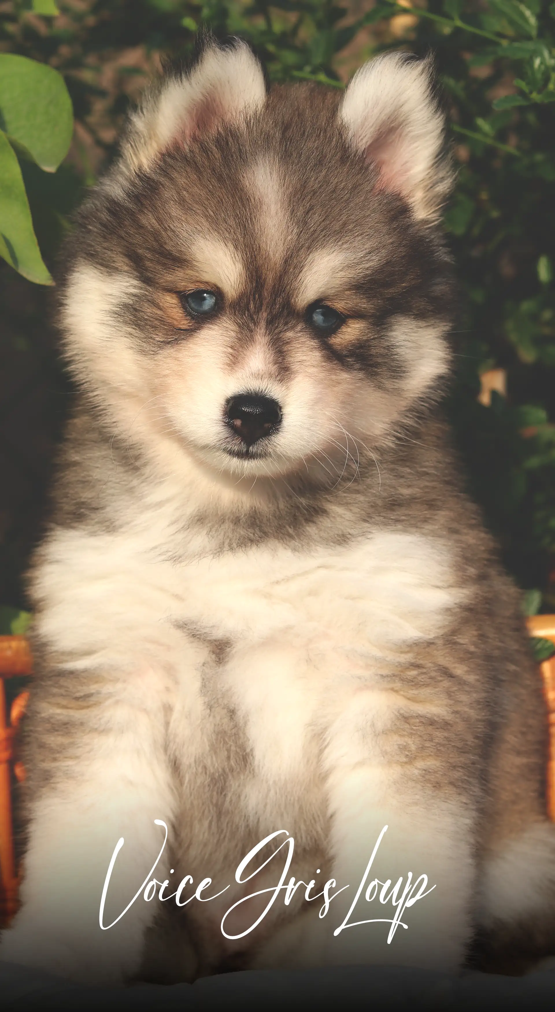 IMPERIAL POMSKY CHIOT VOICE