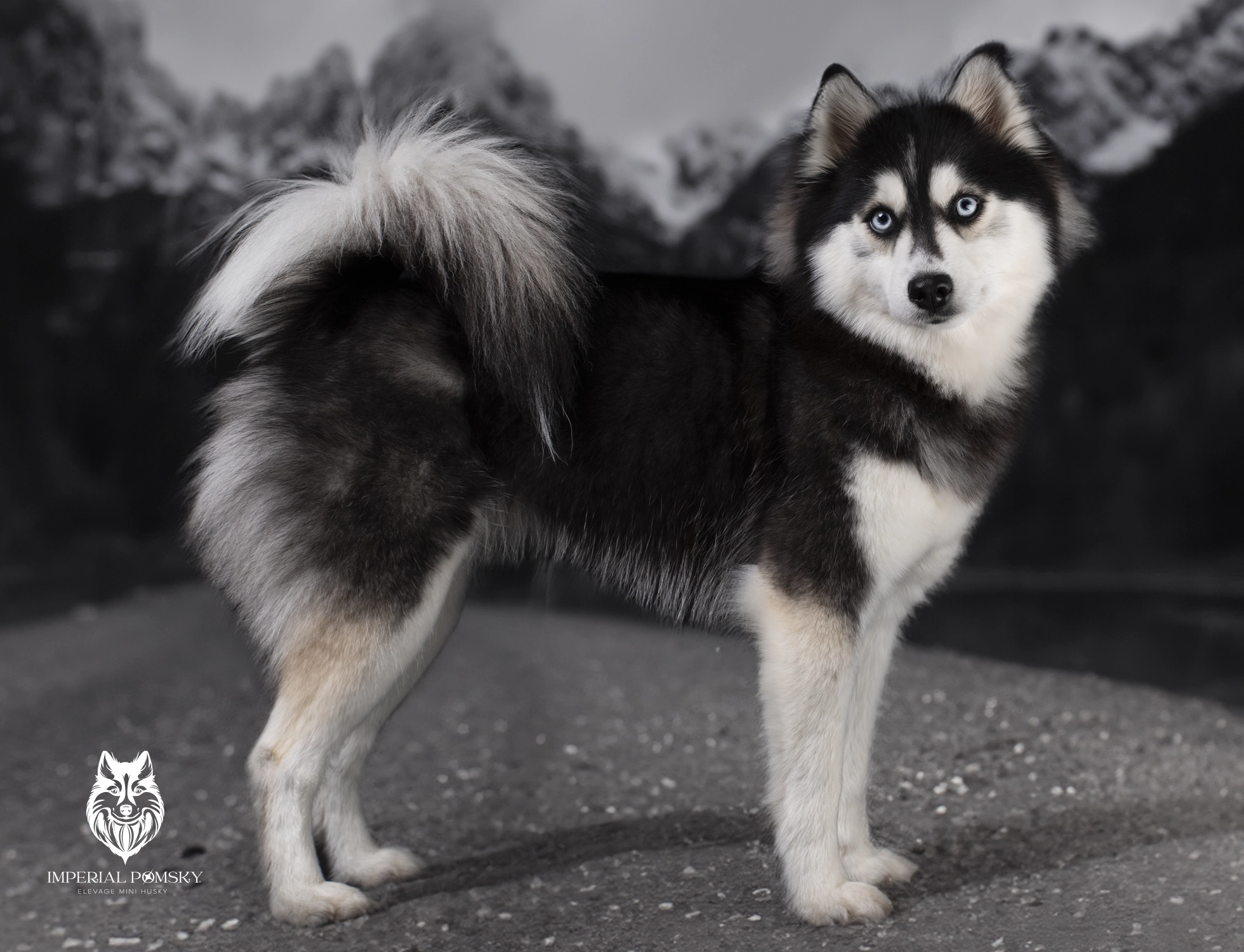 ELEVAGE POMSKY VAR IMPERIAL POMSKY