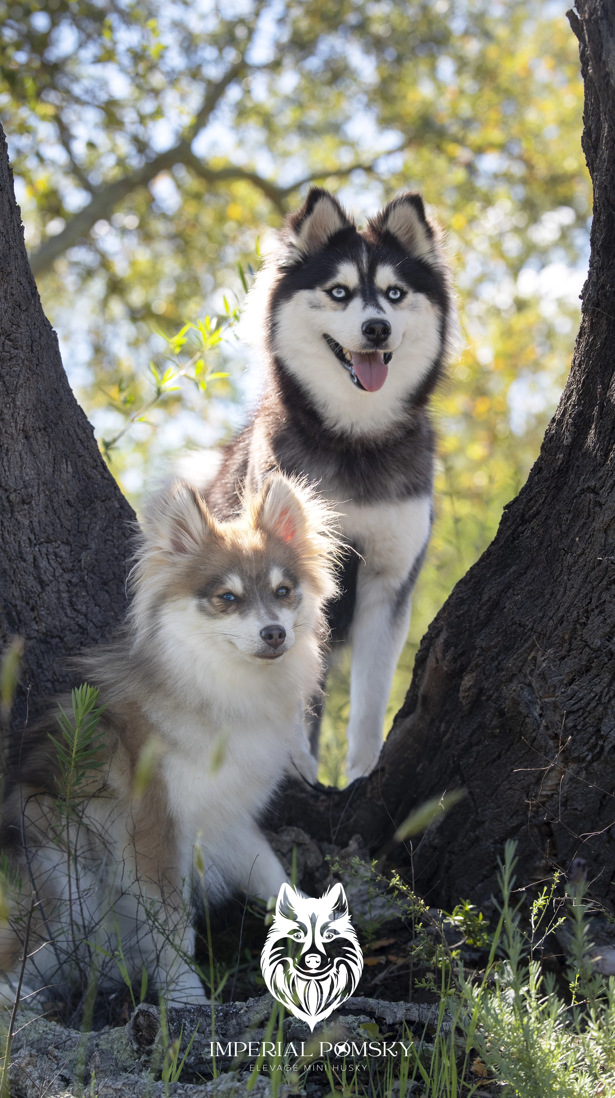 ELEVAGE POMSKY VAR IMPERIAL POMSKY