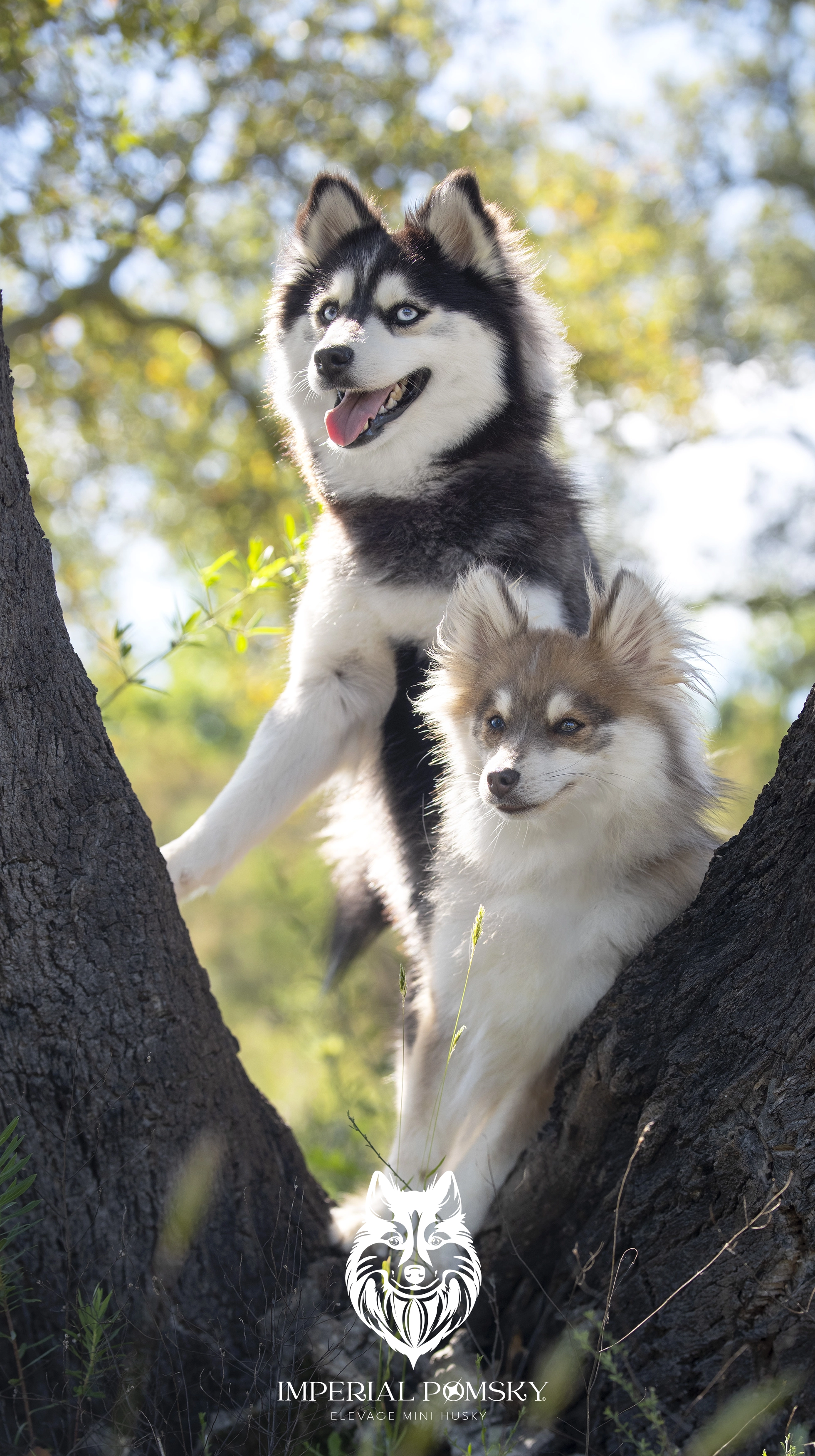 ELEVAGE POMSKY VAR IMPERIAL POMSKY