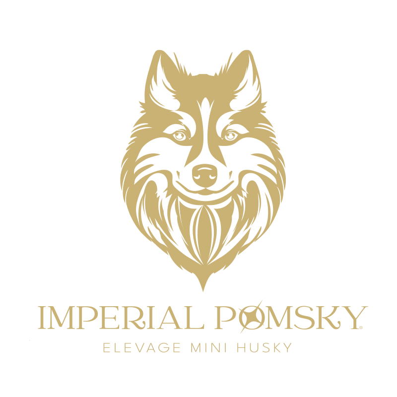 Imperial Pomsky