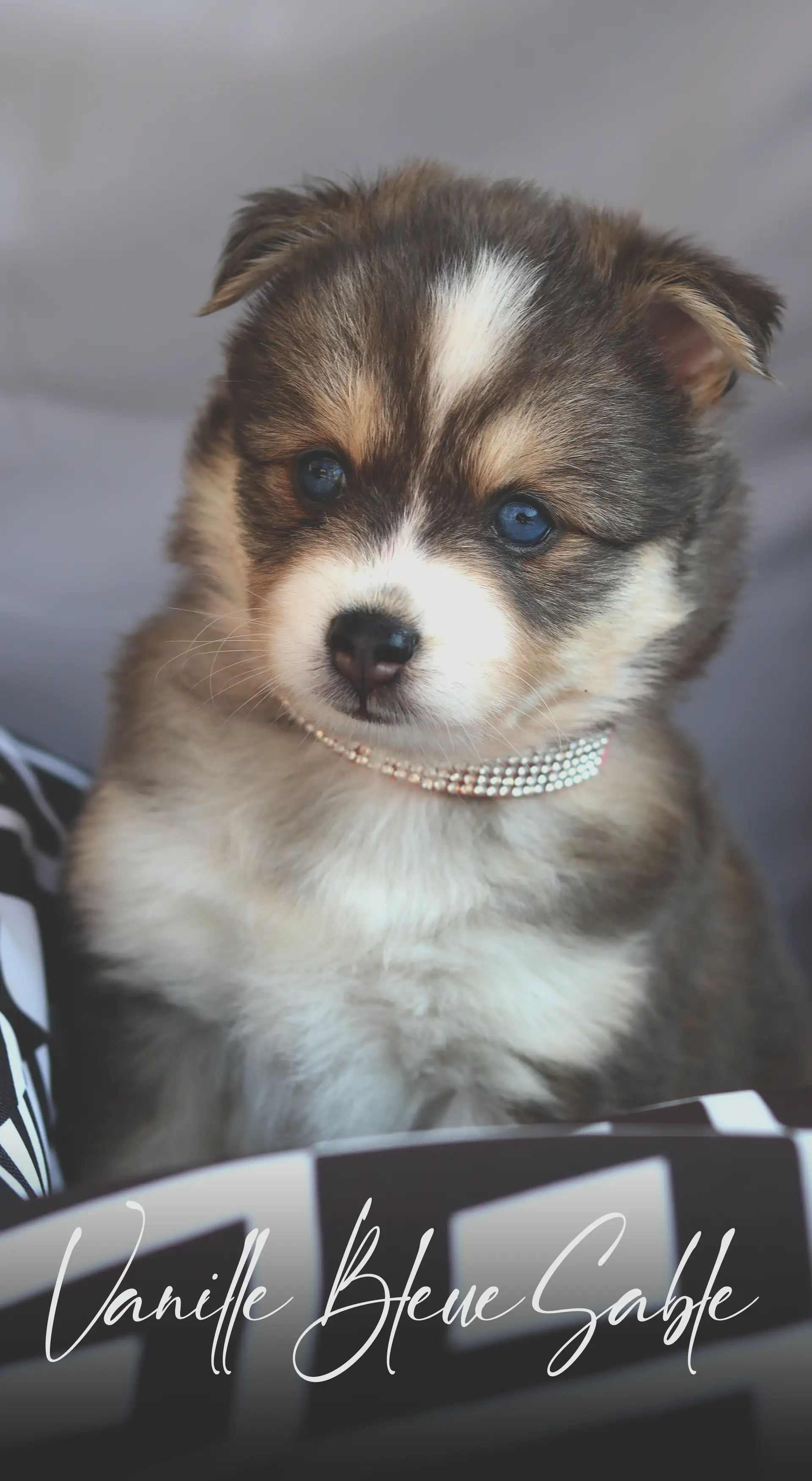 IMPERIAL POMSKY CHIOT VANILLE