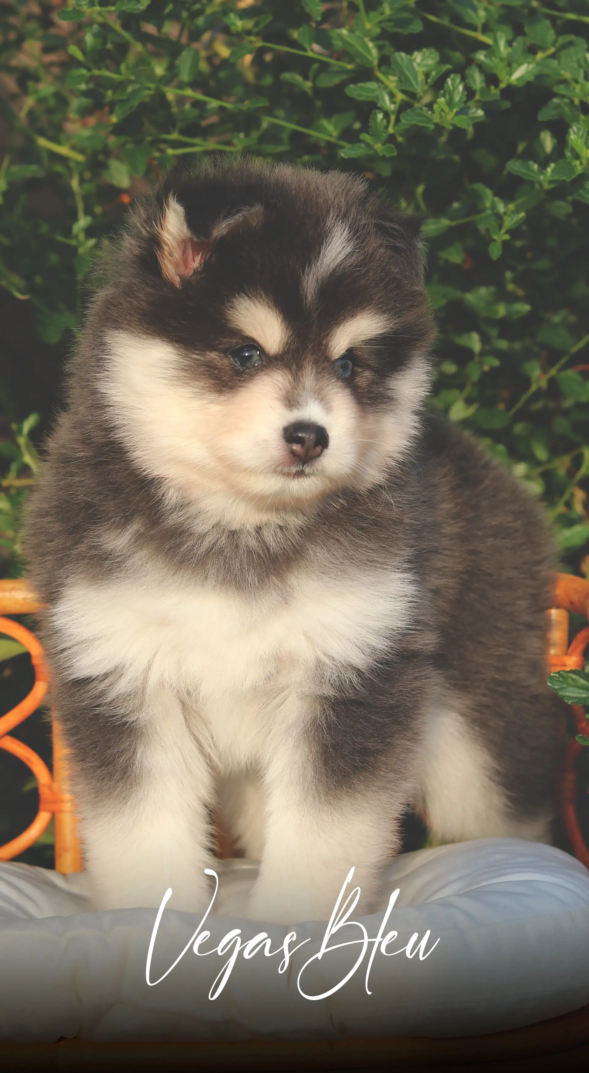 IMPERIAL POMSKY CHIOT VEGAS