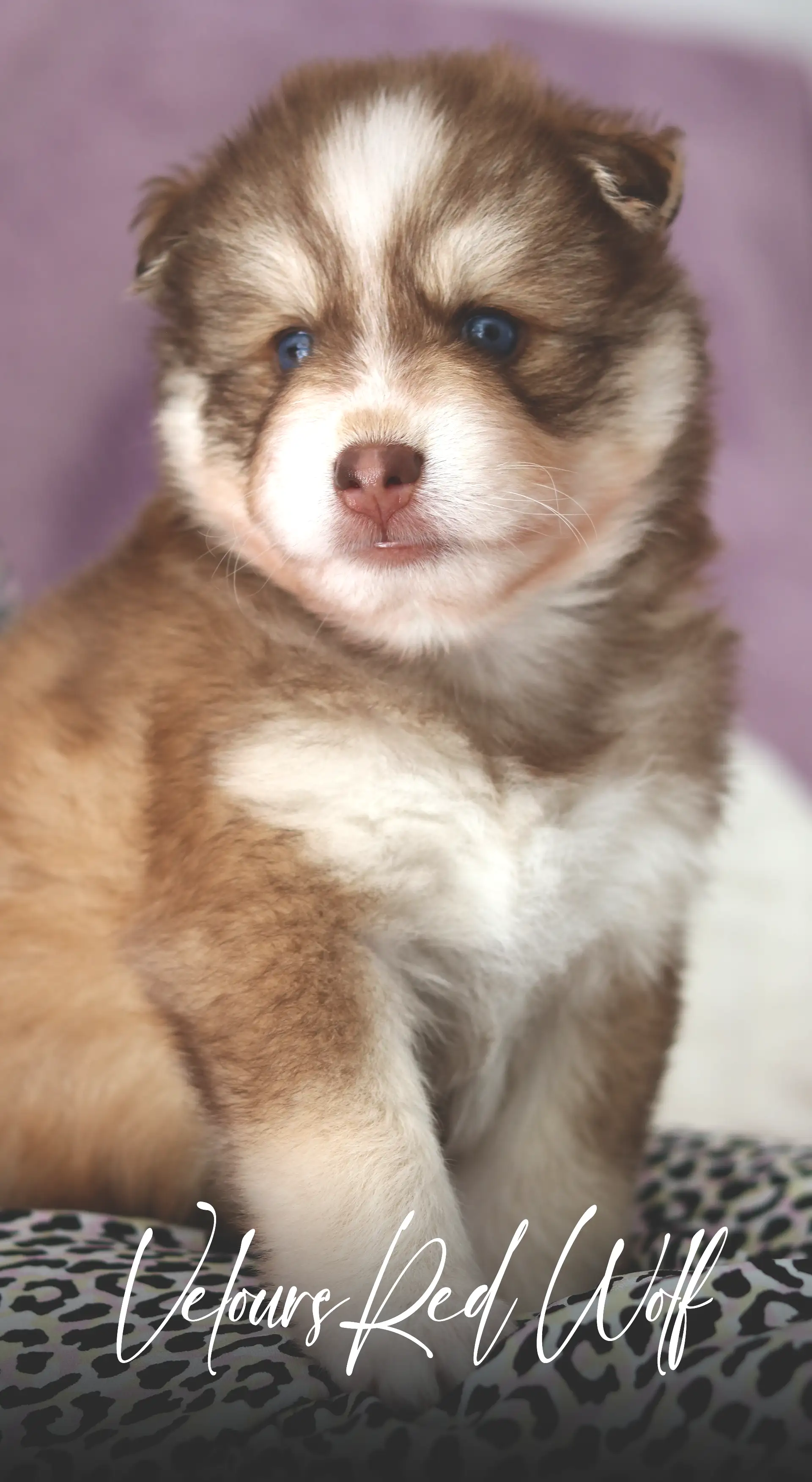 IMPERIAL POMSKY CHIOT  VELOURS